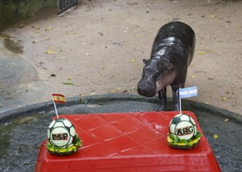 Moo Deng predice la victoria de Argentina en el Mundial