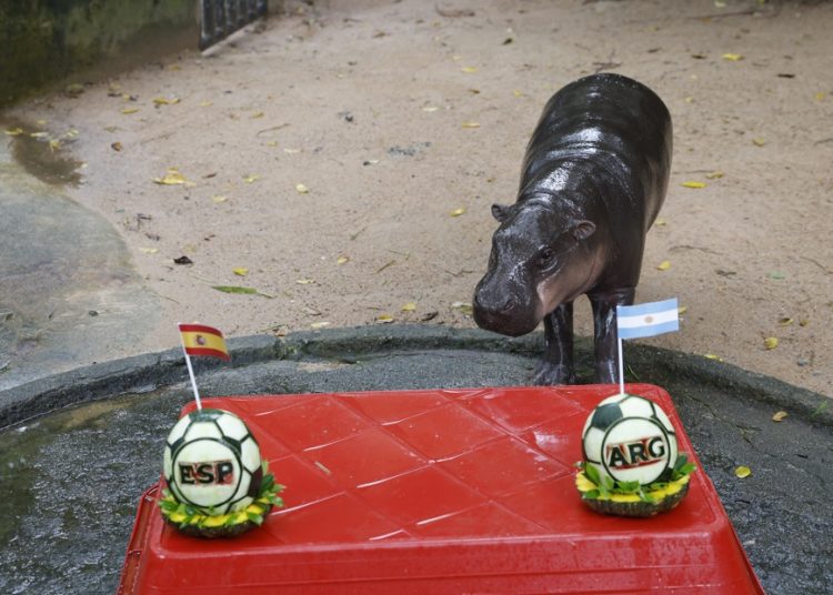 Moo Deng predice la victoria de Argentina en el Mundial