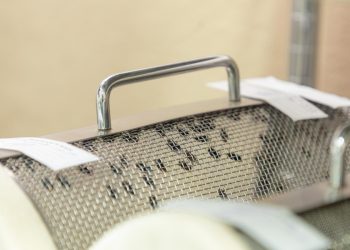 Producirán moscas estériles para frenar al gusano barrenador de ganado