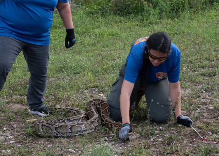 Cazadores inician en Florida el reto anual de capturar pitones