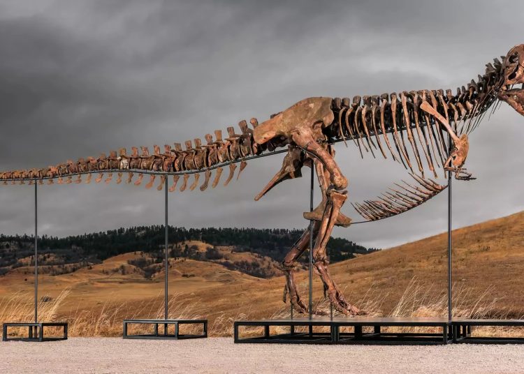 Un esqueleto de T. Rex se vende por un récord de 50.1 mdd en subasta en Nueva York