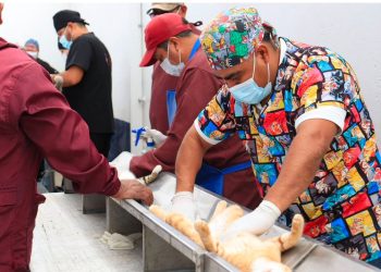 Puebla fortalece el bienestar animal con más de 200 jornadas de protección animal