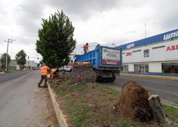 Ayuntamiento reforzará podas y derribos preventivos de árboles
