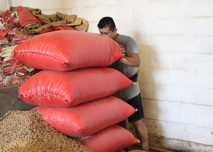 Productores alertan crisis en el campo por revisión del T-MEC