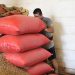 Productores alertan crisis en el campo por revisión del T-MEC