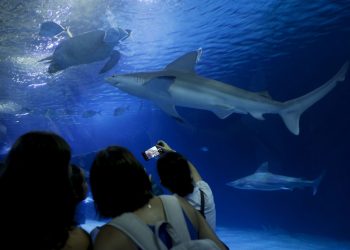 Oceanogràfic pone nombre a uno de sus tiburones grises