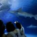 Oceanogràfic pone nombre a uno de sus tiburones grises