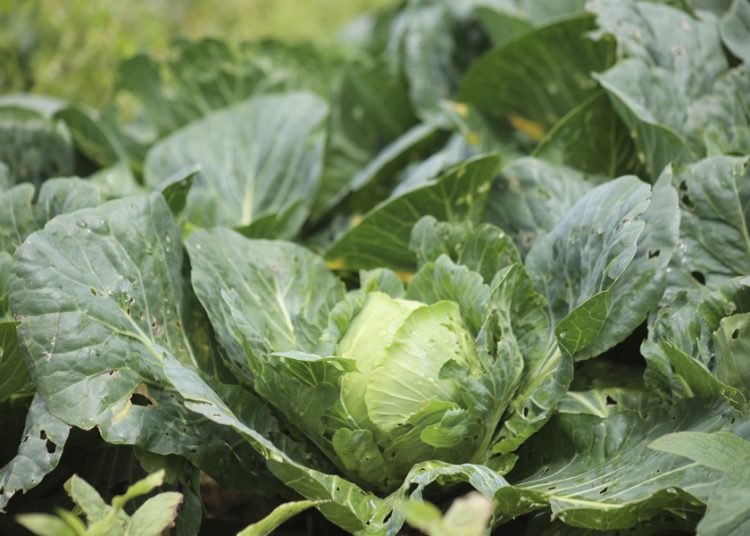 Taylor Farms retira de EEUU toda su lechuga iceberg