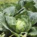 Taylor Farms retira de EEUU toda su lechuga iceberg