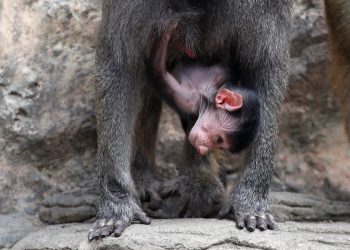 Nacimiento de babuino impulsa esfuerzos de conservación