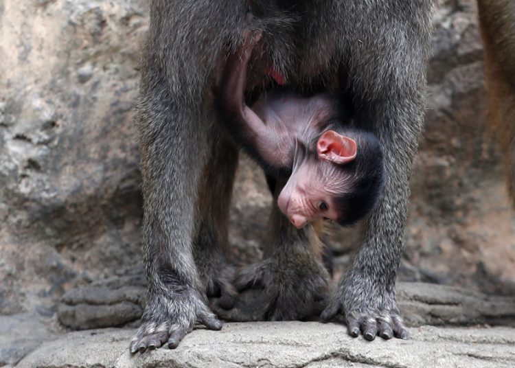 Nacimiento de babuino impulsa esfuerzos de conservación