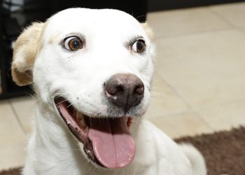 Tengo un  perro o un gato viejito ¿Ahora qué hago?