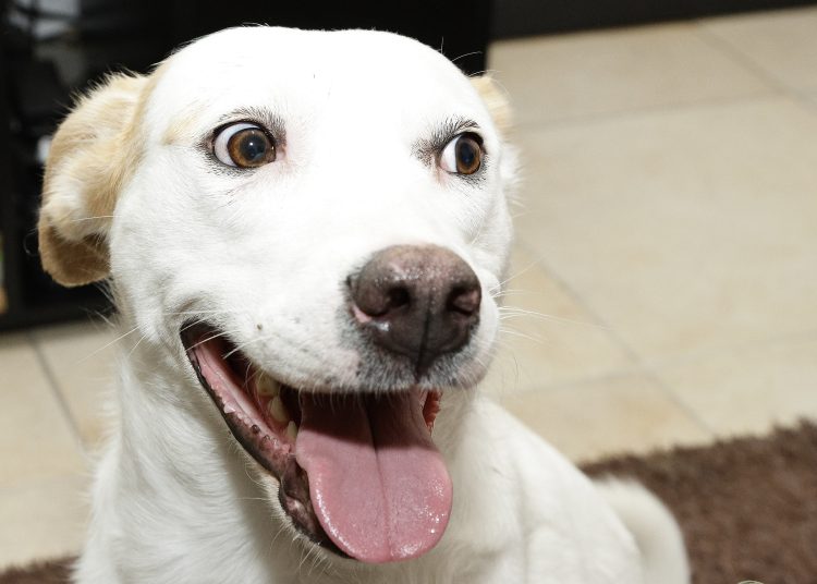 Tengo un  perro o un gato viejito ¿Ahora qué hago?