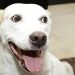 Tengo un perro o un gato viejito ¿Ahora qué hago?