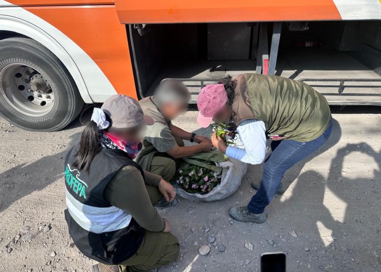 Profepa asegura 65 ejemplares de vida silvestre durante operativo en Puebla