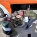 Profepa asegura 65 ejemplares de vida silvestre durante operativo en Puebla