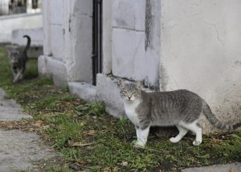 Panteón Municipal y Los Fuertes, zonas donde más abandonan gatos