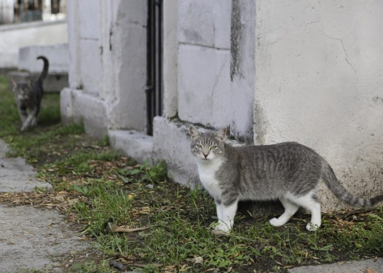 Panteón Municipal y Los Fuertes, zonas donde más abandonan gatos