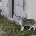 Panteón Municipal y Los Fuertes, zonas donde más abandonan gatos