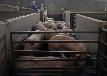 Rastro municipal aumenta 40% el sacrificio de porcinos
