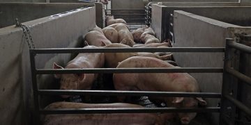 Rastro municipal aumenta 40% el sacrificio de porcinos