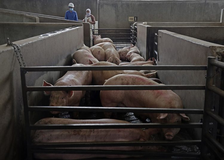 Rastro municipal aumenta 40% el sacrificio de porcinos