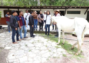 Sedif y Fiscalía rescatan dos equinos víctimas de crueldad animal